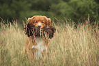 Nova Scotia Duck Tolling Retriever