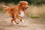 Nova Scotia Duck Tolling Retriever