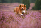 Nova Scotia Duck Tolling Retriever