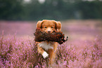 Nova Scotia Duck Tolling Retriever