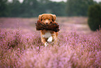 Nova Scotia Duck Tolling Retriever