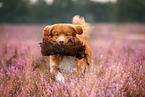 Nova Scotia Duck Tolling Retriever