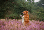 Nova Scotia Duck Tolling Retriever