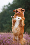 Nova Scotia Duck Tolling Retriever