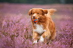 Nova Scotia Duck Tolling Retriever