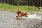 Nova Scotia Duck Tolling Retriever