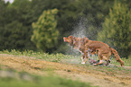 Nova Scotia Duck Tolling Retriever