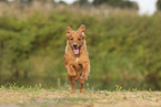 Nova Scotia Duck Tolling Retriever