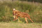 Nova Scotia Duck Tolling Retriever