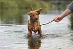 Nova Scotia Duck Tolling Retriever