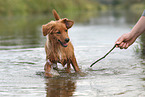 Nova Scotia Duck Tolling Retriever