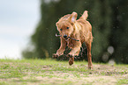 Nova Scotia Duck Tolling Retriever