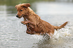 Nova Scotia Duck Tolling Retriever