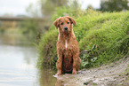 Nova Scotia Duck Tolling Retriever