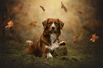 Nova Scotia Duck Tolling Retriever