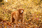 Nova Scotia Duck Tolling Retriever