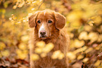 Nova Scotia Duck Tolling Retriever