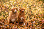 Nova Scotia Duck Tolling Retriever