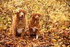 Nova Scotia Duck Tolling Retriever