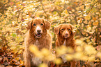 Nova Scotia Duck Tolling Retriever