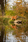 Nova Scotia Duck Tolling Retriever