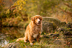Nova Scotia Duck Tolling Retriever