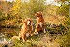 Nova Scotia Duck Tolling Retriever