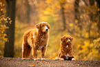 Nova Scotia Duck Tolling Retriever