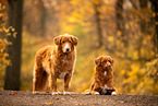 Nova Scotia Duck Tolling Retriever