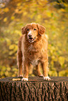 Nova Scotia Duck Tolling Retriever