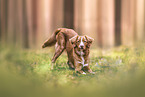 Nova Scotia Duck Tolling Retriever