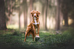Nova Scotia Duck Tolling Retriever