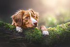 Nova Scotia Duck Tolling Retriever