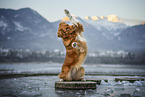 Nova Scotia Duck Tolling Retriever