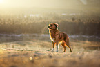Nova Scotia Duck Tolling Retriever