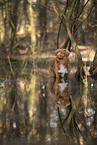 Nova Scotia Duck Tolling Retriever