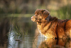 Nova Scotia Duck Tolling Retriever