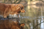 Nova Scotia Duck Tolling Retriever