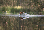 Nova Scotia Duck Tolling Retriever