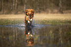 Nova Scotia Duck Tolling Retriever