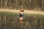 Nova Scotia Duck Tolling Retriever