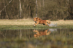 Nova Scotia Duck Tolling Retriever