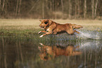 Nova Scotia Duck Tolling Retriever