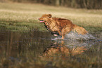 Nova Scotia Duck Tolling Retriever
