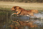 Nova Scotia Duck Tolling Retriever