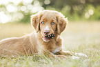Nova Scotia Duck Tolling Retriever