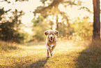 Nova Scotia Duck Tolling Retriever
