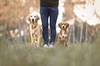 Nova Scotia Duck Tolling Retriever and Golden Retriever
