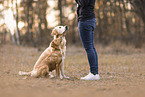 Nova Scotia Duck Tolling Retriever and Golden Retriever