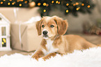 Nova Scotia Duck Tolling Retriever